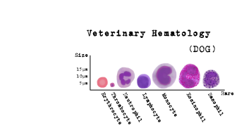 血球比較図